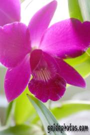 Kommunion Motiv Orchidee, pink