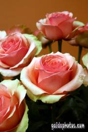 Kommunion Motiv Rose, pink, weiß