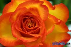 Kommunion Motiv Rose, orange