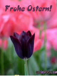 Kostenlose Ostergrusskarten Tulpe schwarz