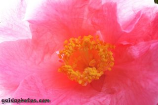 Osterbilder: Kamelie pink