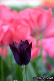 Osterbilder, Osterblumen, Tulpe schwarz