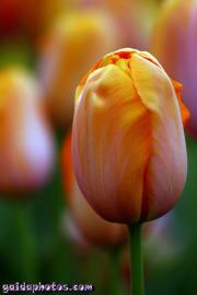 Osterbilder, Osterblumen, Tulpe gelb