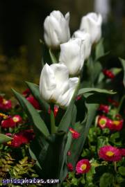 Osterbilder, Osterblumen, Tulpe weiß