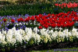 Osterbilder, Osterblumen, Tulpen, Hyazinthen