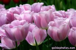 Osterbilder, Osterblumen, Tulpe pink