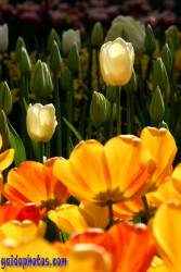 Osterbilder, Osterblumen, Tulpe
