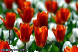 Osterbilder, Osterblumen, Tulpe rot-weiß