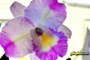 Liebesbrief zum Valentinstag: Orchideenbilder