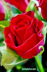 Liebesbrief zum Valentinstag: Rosen