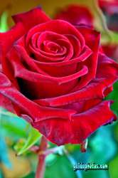 Liebesbrief zum Valentinstag: Rosen