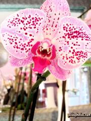 Liebeserklärung Ecard Orchidee, pink